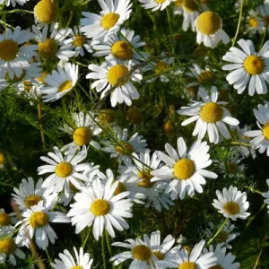 Chamomile is great for treating colic in horses