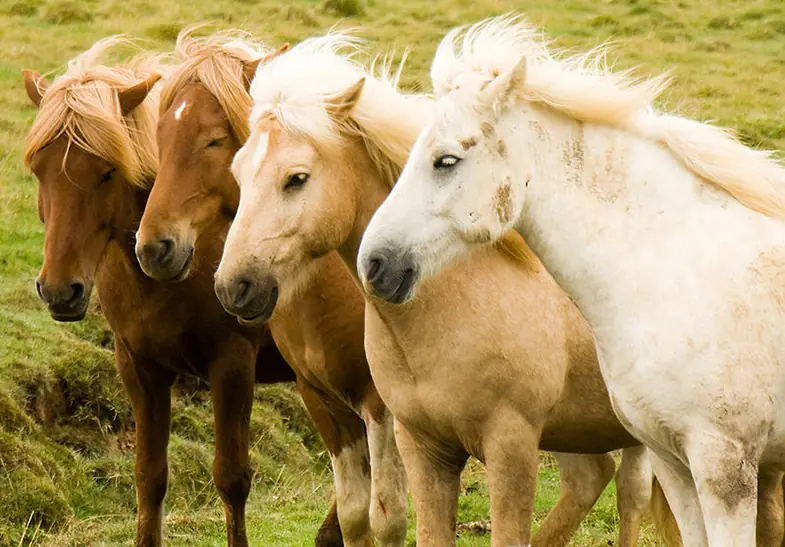The Icelandic Horse has over 40 official colors