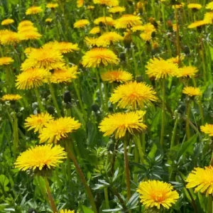 Dandelion is great for treating colic in horses