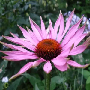 Echinacea is great for treating arthritis in horses