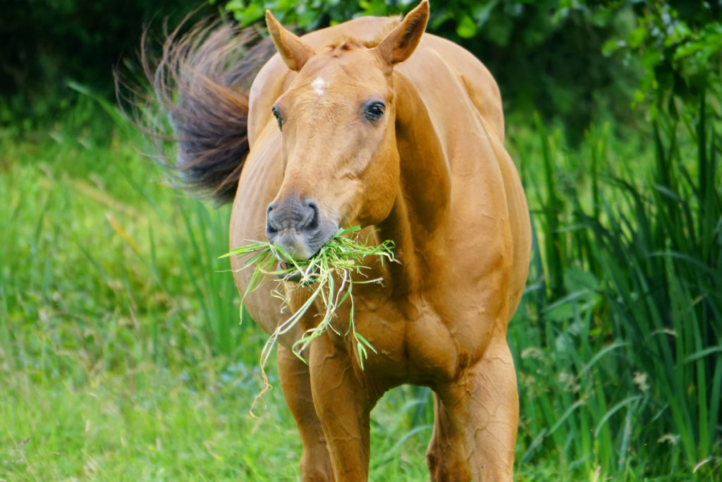 The Best Natural Remedies For Common Health Problems In Horses Horse