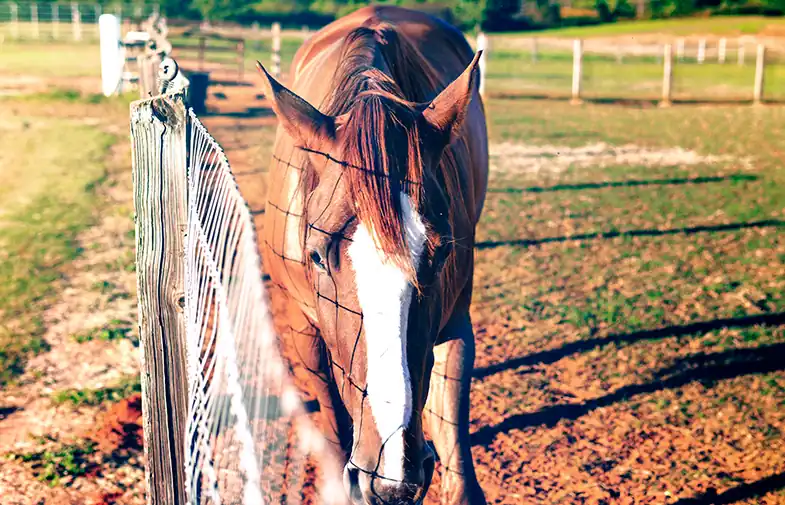 Wire mesh fencing is the best for blind horses