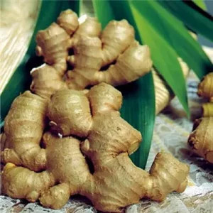 Ginger is great for treating gastric ulcers in horses