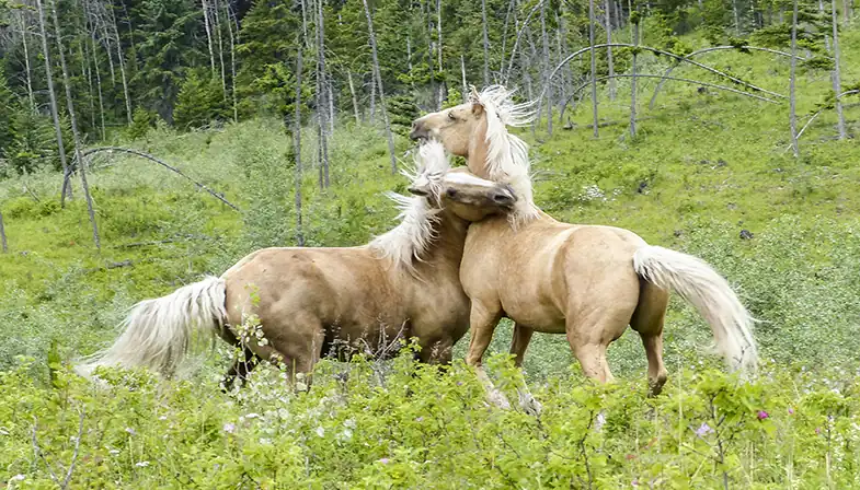 Horses use aggression to help organize the hierarchy of the herd