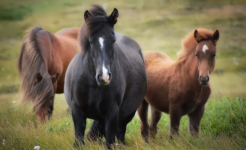 Icelandic Horses are very hardy