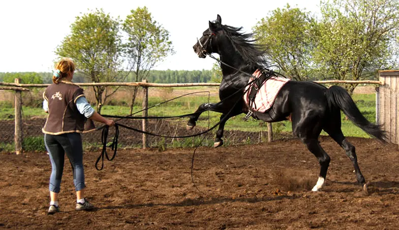 Lunging can help to teach your horse respect and to assert your role as leader