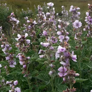 Marshmallow is great for treating gastric ulcers in horses