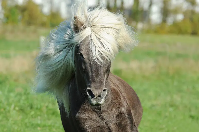 The Icelandic Horse is one of the world's oldest and purest breeds