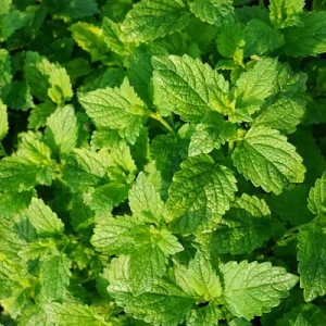 Peppermint is great for treating gastric ulcers in horses