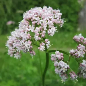 Valerian is great for treating colic in horses