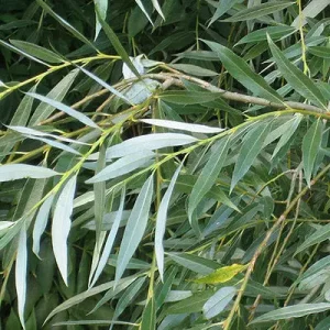 The bark of the white willow is great for treating pain in horses