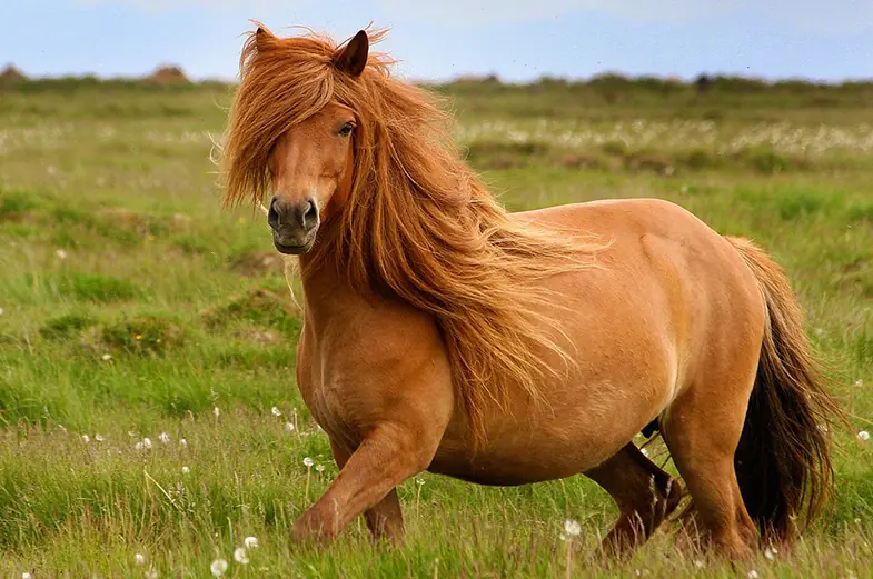 Icelandic Horses have thick double-layered coats that help to keep them warm in the winter