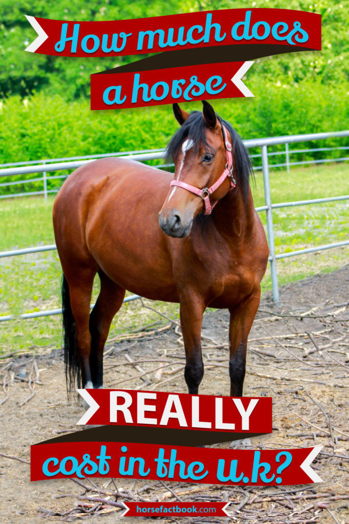 How Much Does It REALLY Cost To Own A Horse In The UK? Horse FactBook
