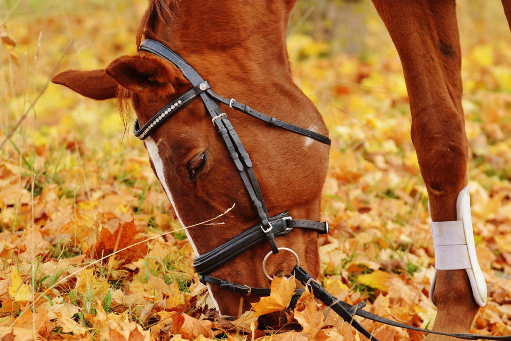 How Much Does It REALLY Cost To Own A Horse In The UK? Horse FactBook