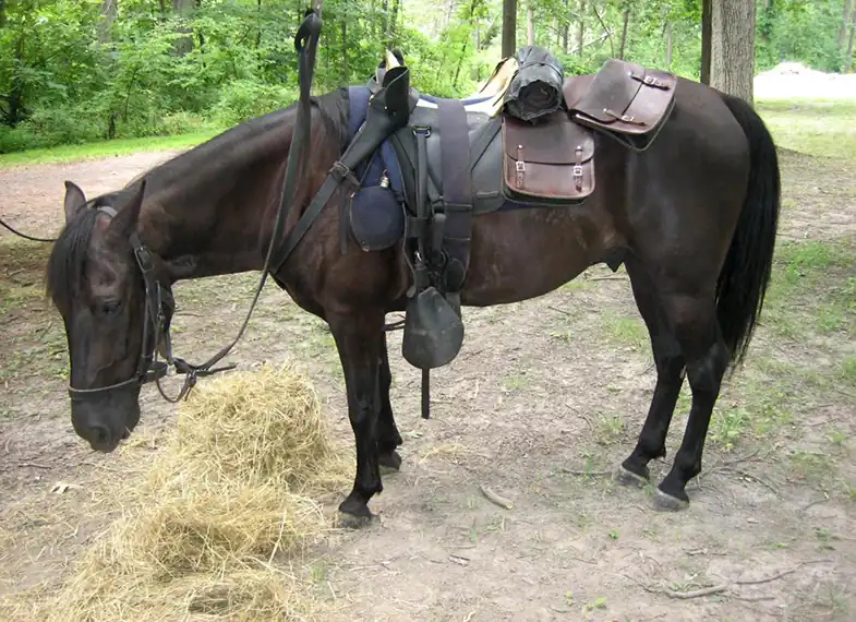 Giving your horse hay before riding can e beneficial