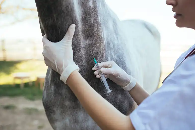 You should always make sure your horse's vaccines are up to date