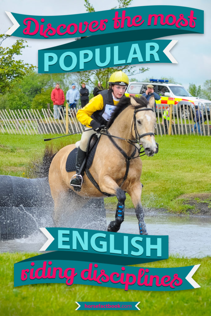 The 15 Most Popular English Riding Disciplines Explained (with videos