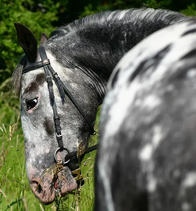 A human eye and mottled skin around the eyes and muzzle are characteristics of the lp gene that gives the Appaloosa its spots