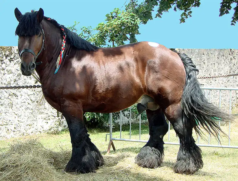 Cold blooded horses are easily identified by the chunky bodies and heavily feather feet