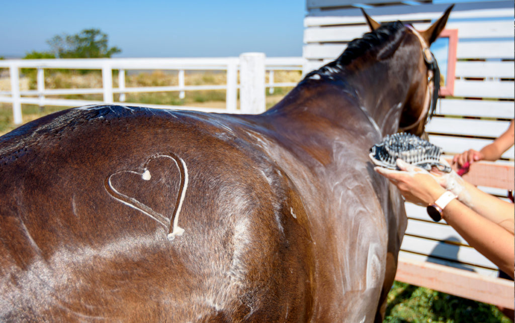 Washing Your Horse What’s Best For Them? All Your Questions Answered