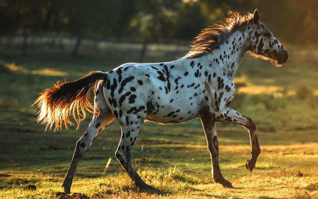 17 Incredible & Fascinating Facts About The Appaloosa Horse FactBook