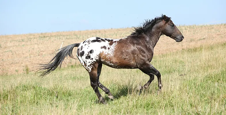The Appaloosa was once a common site across the north western America