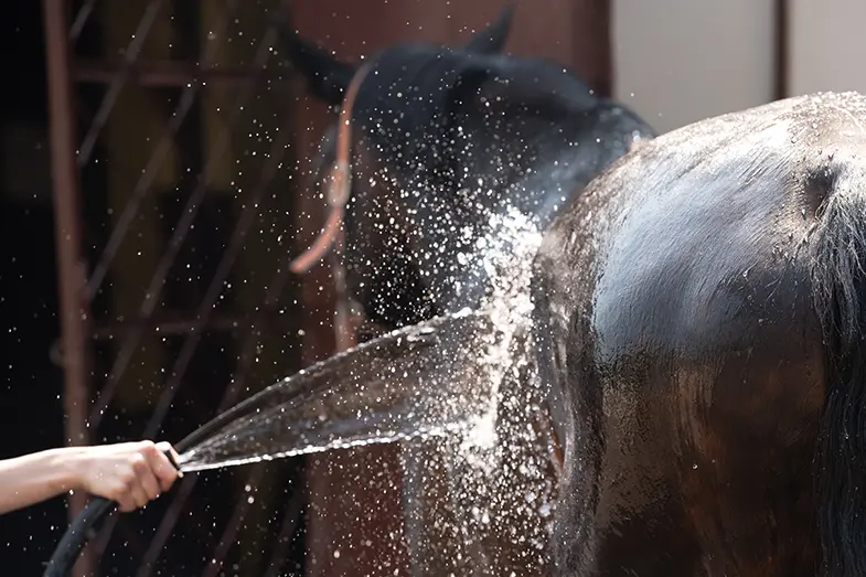 Be gentle when you wash your horse, don't suddenly soak him was water.
