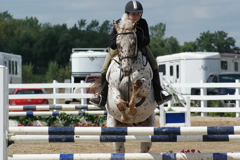 The Appaloosa is a versatile horse that can turn its hoof to anything