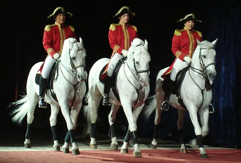 The Lipizzaner is the most well known baroque horse