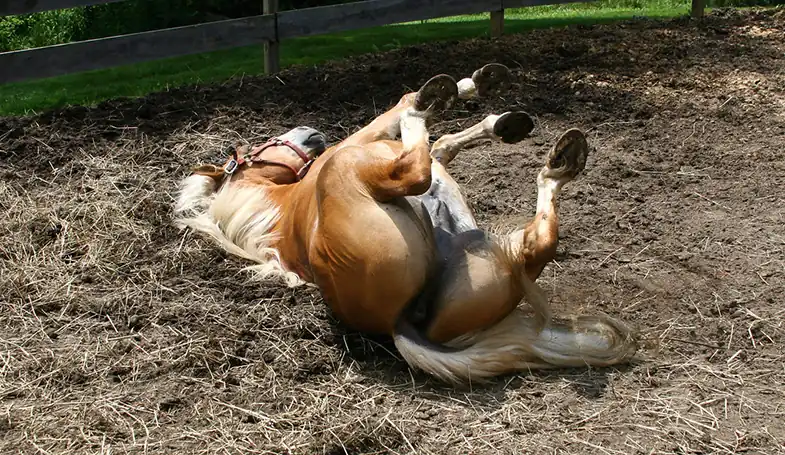 Horses will often roll after you've washed them