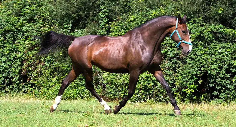 Most of the world's horse breeds are warmbloods