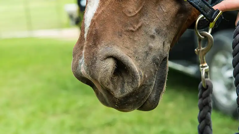 You can count a horse's breaths by watching their nostrils move