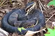 Cottonmouths can be found in southern states