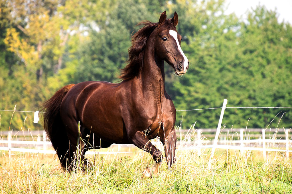 Horse Care 101 12 Signs You Have A Healthy Horse Horse FactBook