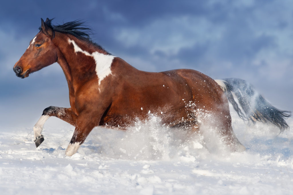 How Do You Tell If A Horse Is Cold & What Should You Do If They Are