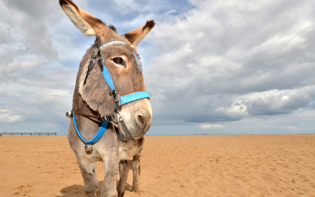 Can You Ride A Donkey? Everything You Need To Know (with weight limits
