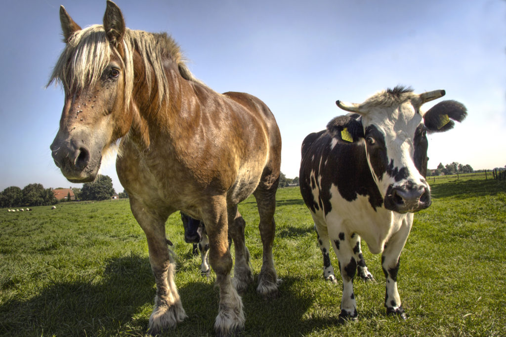 Do Horses & Cows Get On? The Pros & Cons Of Keeping Them Together