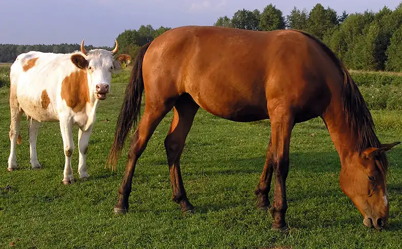 Do Horses & Cows Get On? The Pros & Cons Of Keeping Them Together – Horse  FactBook