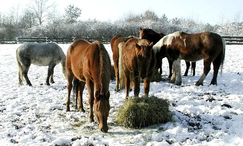 In the winter horses will instinctively eat more to keep themselves warm