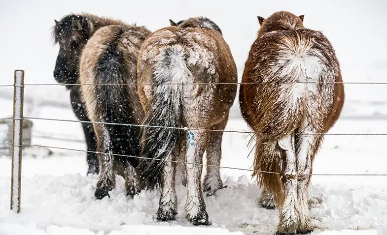 When horses are cold they'll often huddle together and turn their backs towards the wind