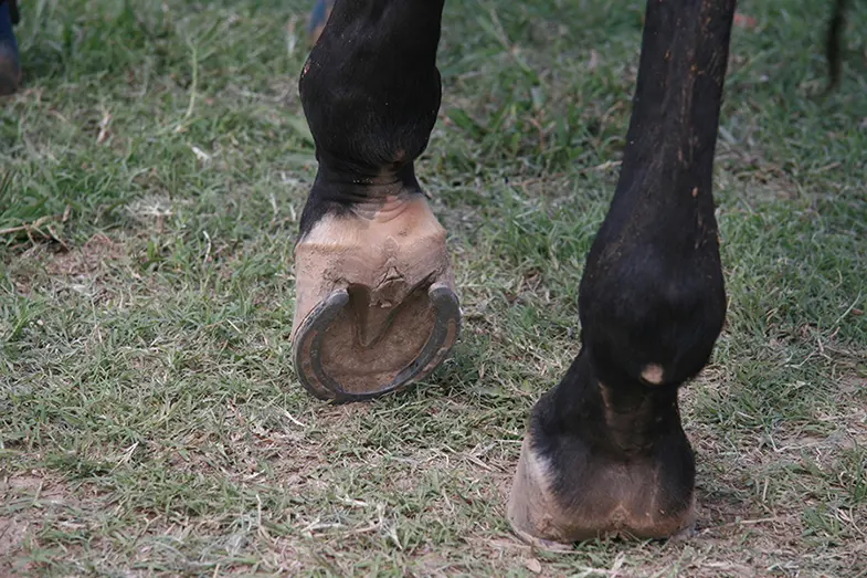 It's not normal for a horse to take the weight off of their front legs while they're standing