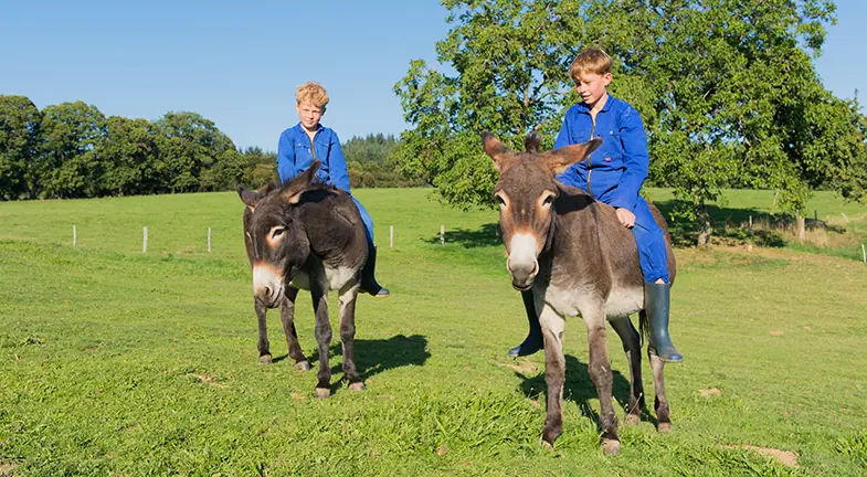There's no reason why you can't ride a donkey as long as you're not putting too much weight on them