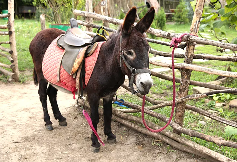 When training a donkey its important to get them used to the saddle before introducing a rider