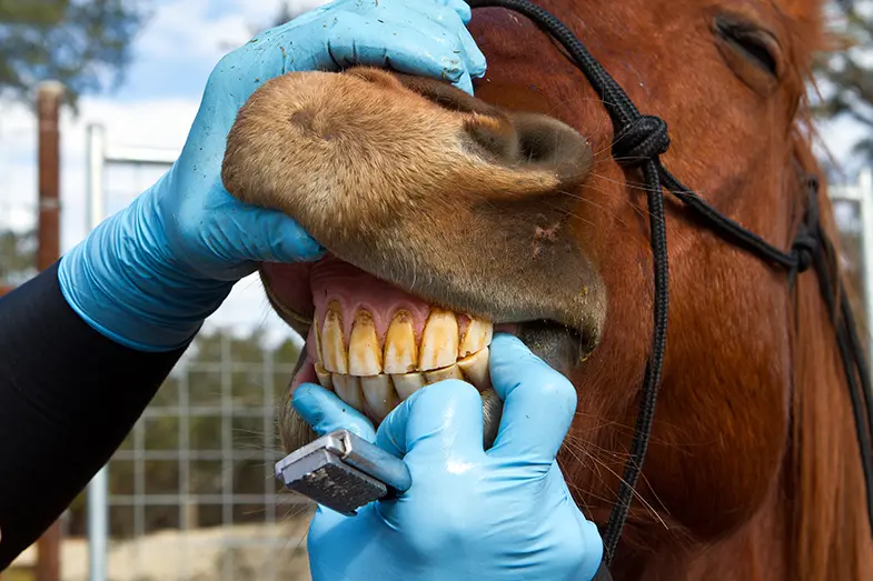 You should check your horse's teeth regularly 