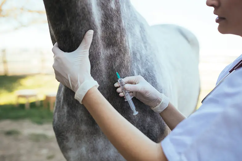 Your vet may give you horse an antivenin after a snake bite