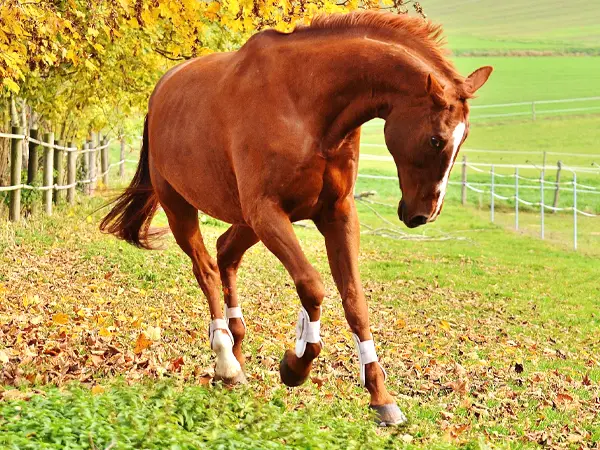 Chestnut horses have a red base color with no black points