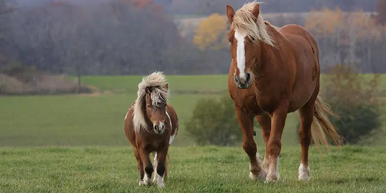 The main difference between a horse and a pony is the height