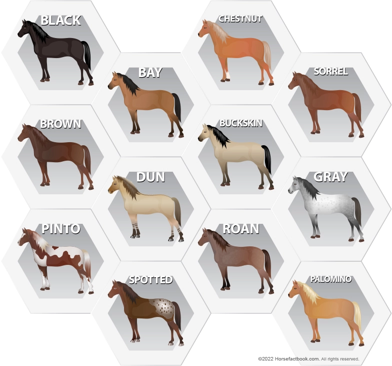 Common Horse Colors, Patterns & Markings Explained (With Pictures) – Horse  Factbook