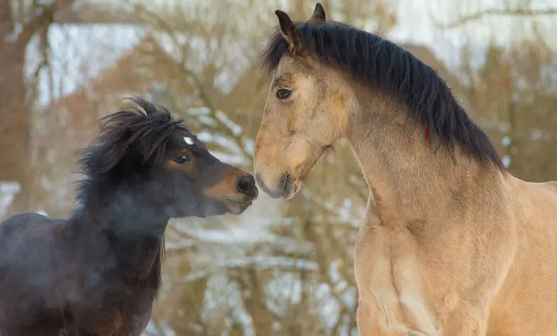 Despite their obvious size difference there are a lot of similarities between horses and ponies