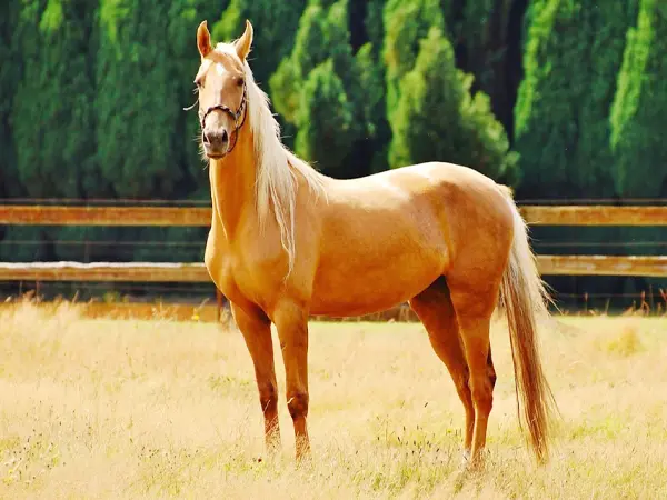 Some people consider the Palomino to be a breed but it's in fact a color